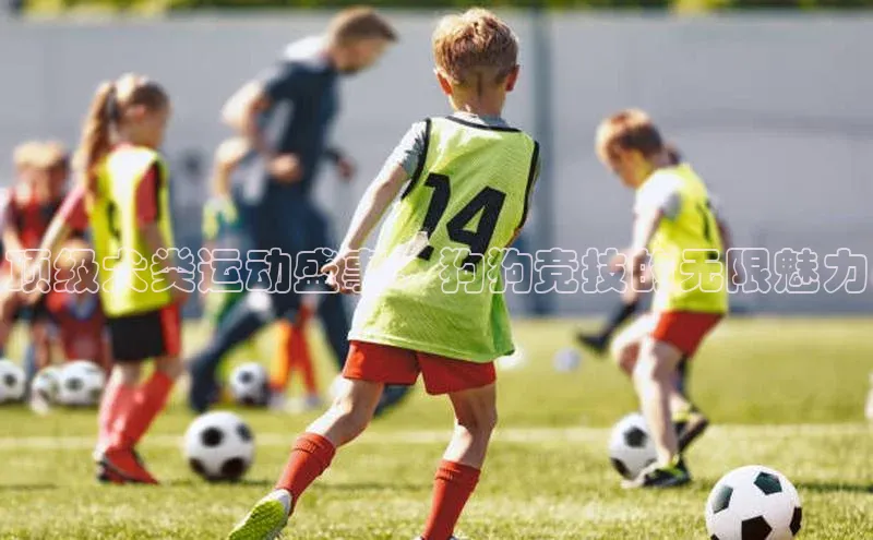 顶级犬类运动盛事：狗狗竞技的无限魅力